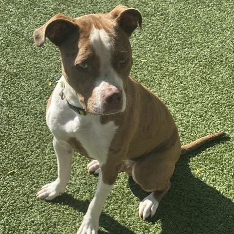 Enlarge Scout, a Adoptable mixed breed in Indianapolis, IN image 2/6