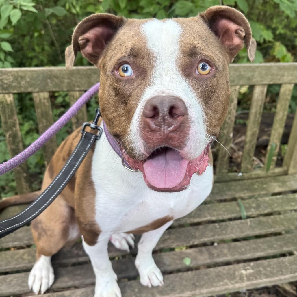 Enlarge Scout, a Adoptable mixed breed in Indianapolis, IN image 3/6