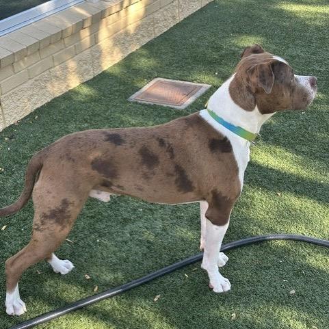 Enlarge Scout, a Adoptable mixed breed in Indianapolis, IN image 4/6