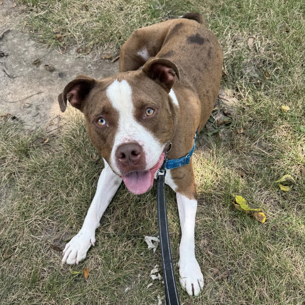 Enlarge Scout, a Adoptable mixed breed in Indianapolis, IN image 5/6