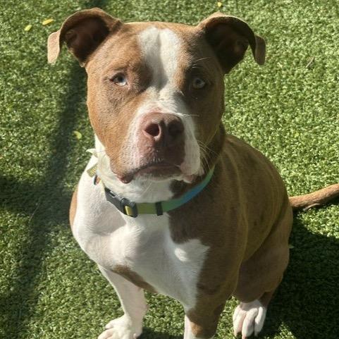 Enlarge Scout, a Adoptable mixed breed in Indianapolis, IN image 6/6