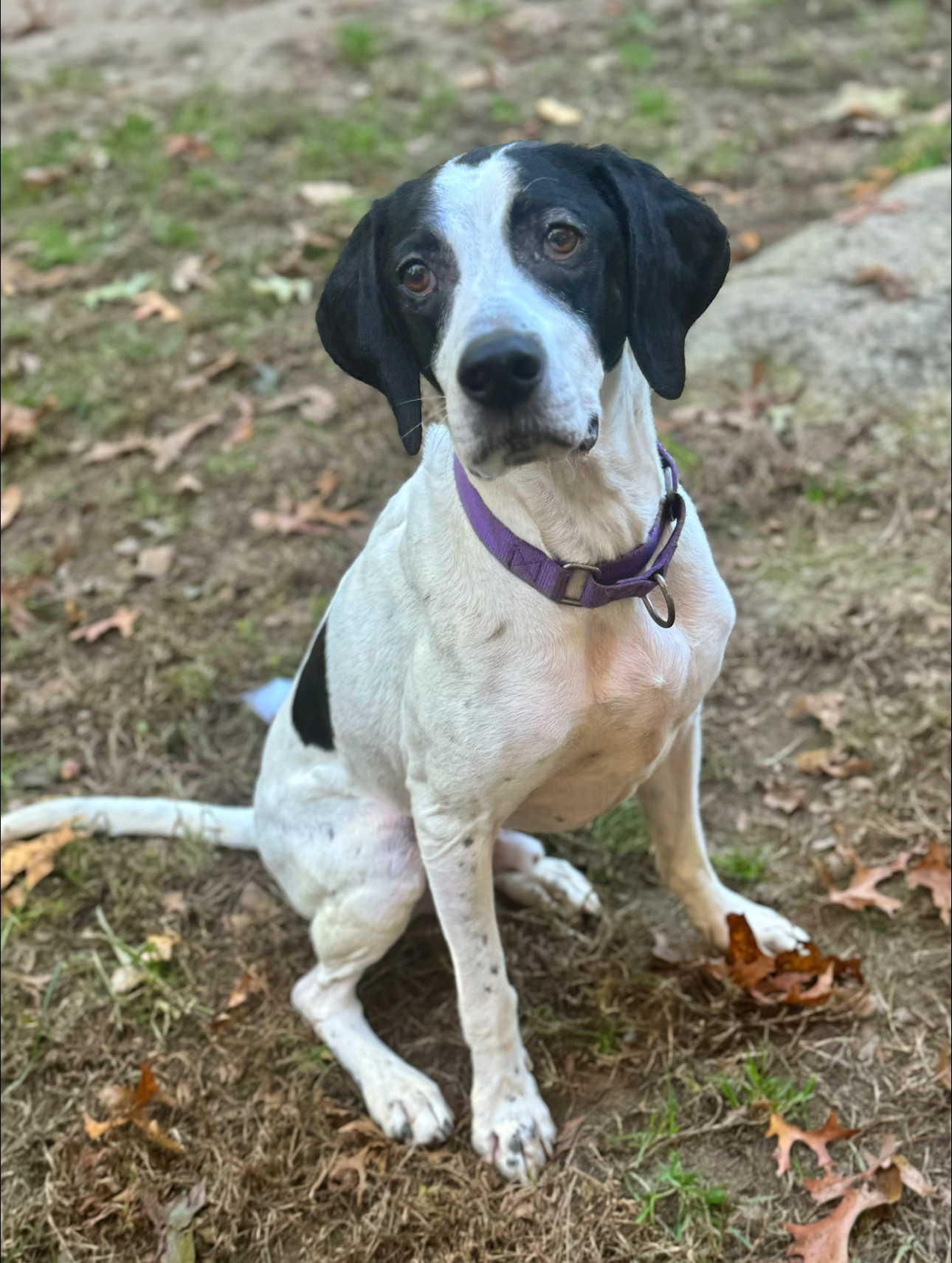 Dog for adoption Pablo, a Pointer Mix in South Kingstown, RI Petfinder