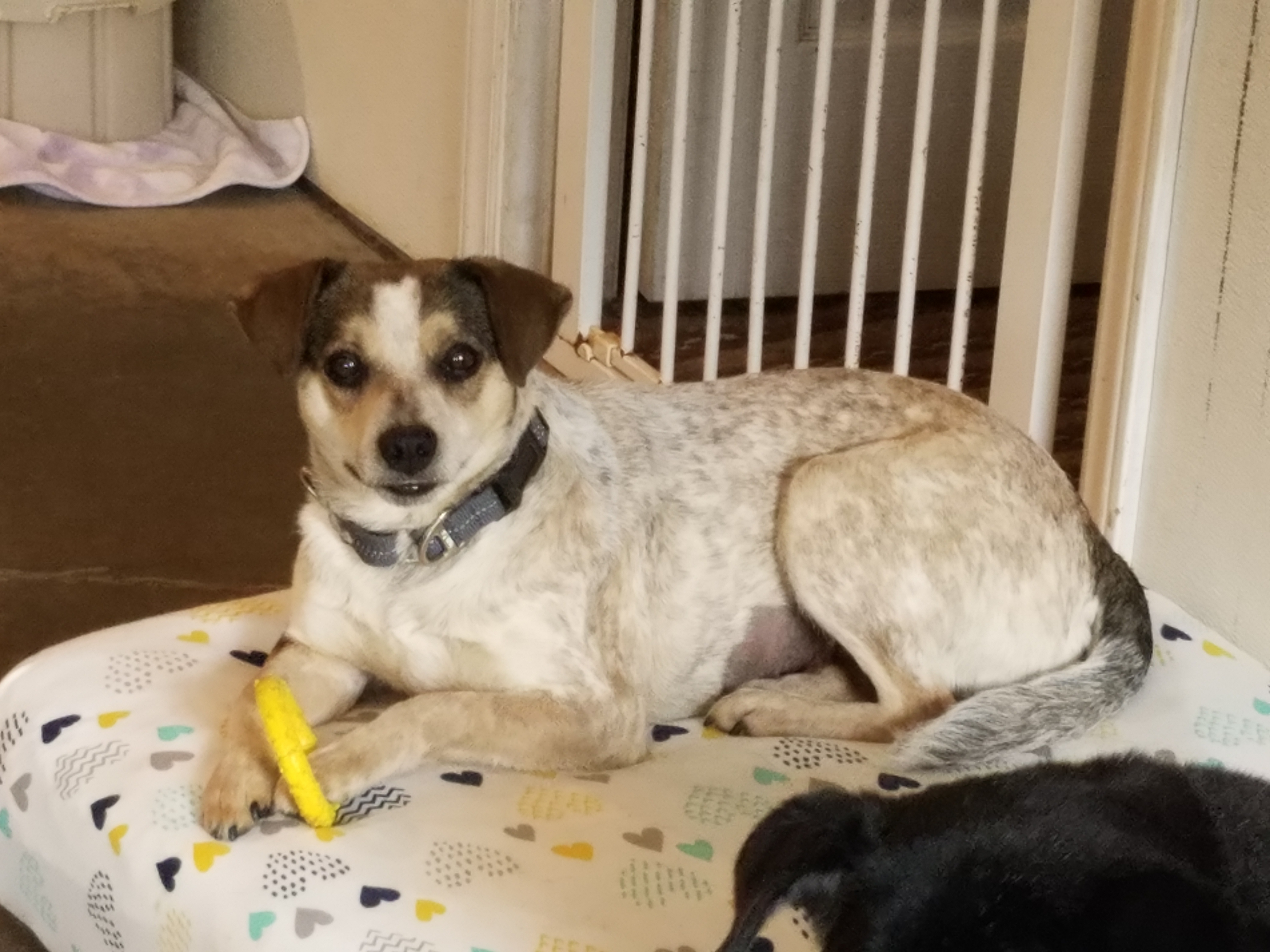Enlarge Angel, a Adoptable Australian Cattle Dog / Blue Heeler in Marion, NC image 9/12