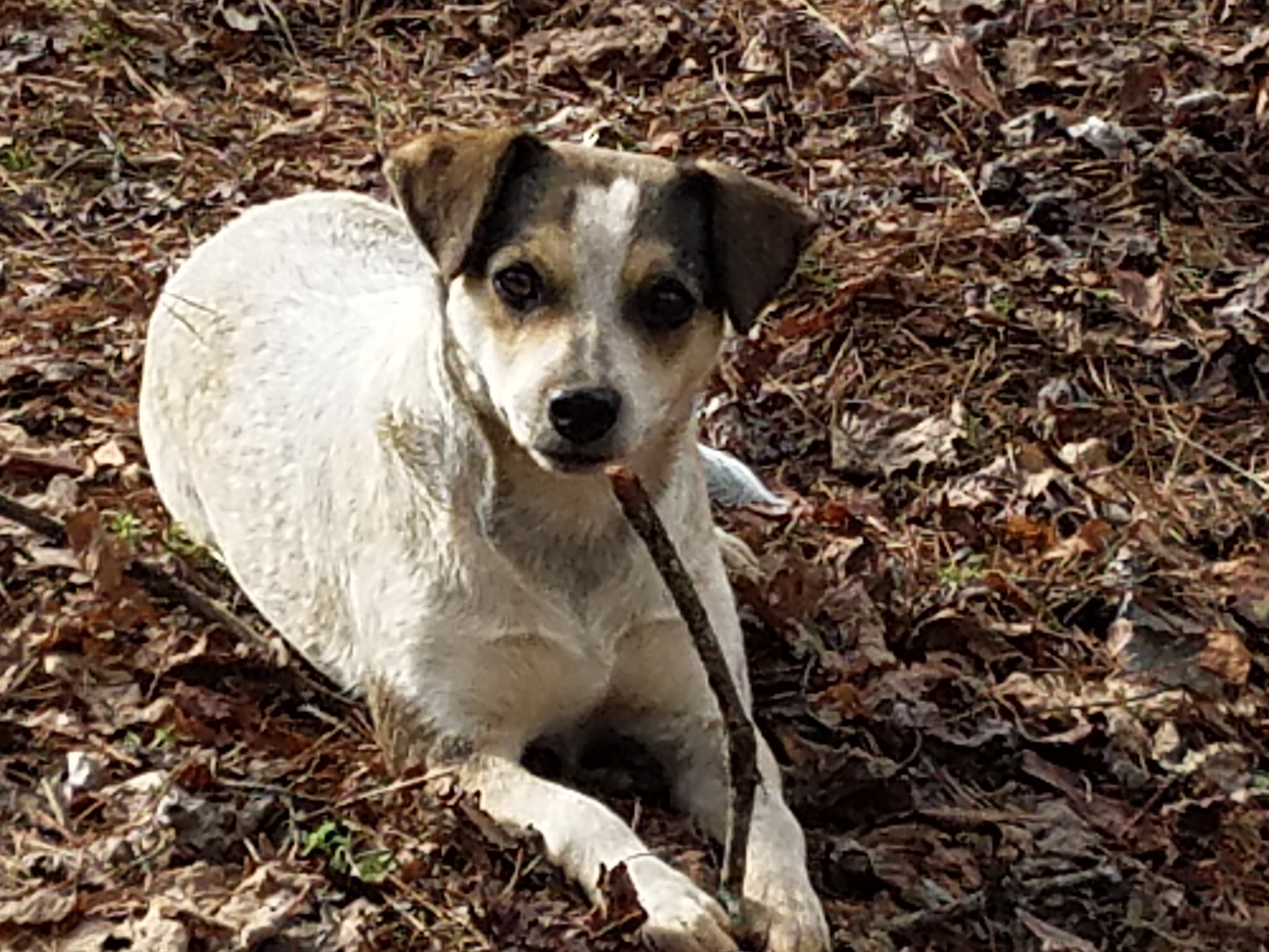 Enlarge Angel, a Adoptable Australian Cattle Dog / Blue Heeler in Marion, NC image 10/12