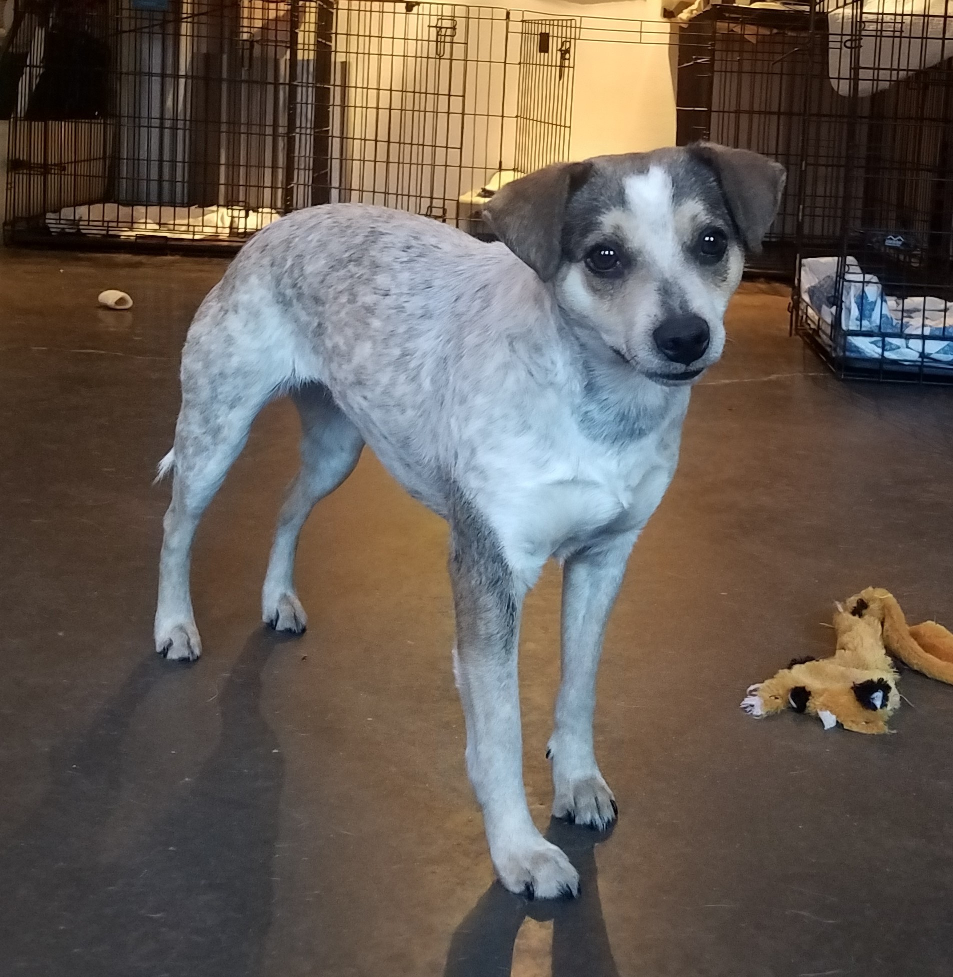 Enlarge Angel, a Adoptable Australian Cattle Dog / Blue Heeler in Marion, NC image 11/12