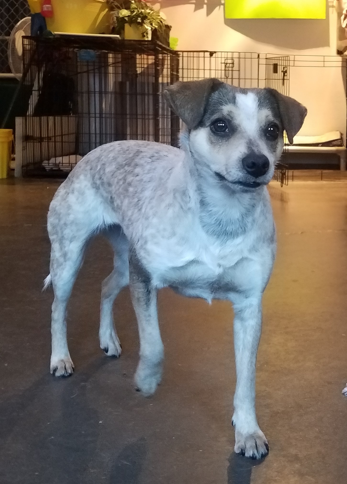 Enlarge Angel, a Adoptable Australian Cattle Dog / Blue Heeler in Marion, NC image 12/12