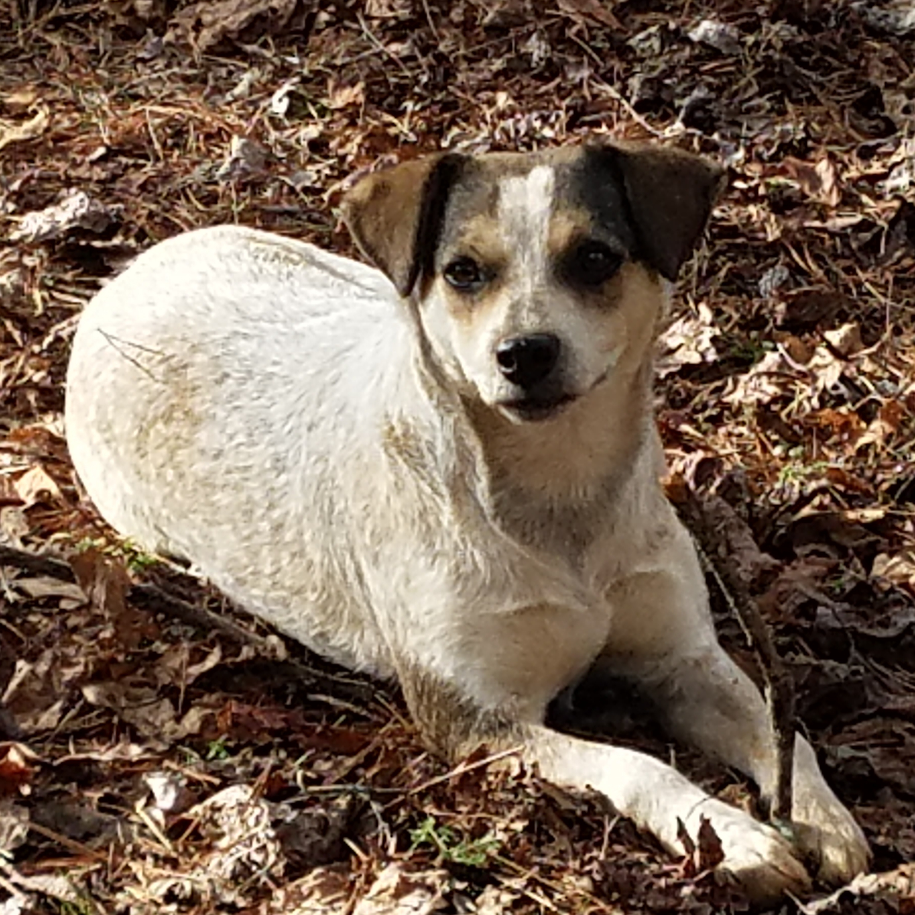 Angel, Adoptable, Adult Female Australian Cattle Dog / Blue Heeler.