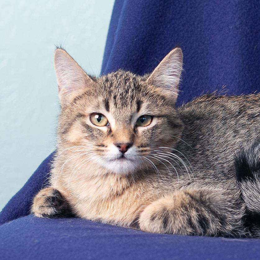 Schroeder, Adoptable, Young Male Domestic Short Hair & Domestic Short Hair.