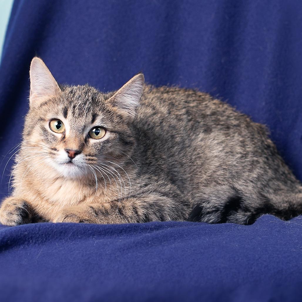 Enlarge Schroeder, a Adoptable mixed breed in Flower Mound, TX image 2/6