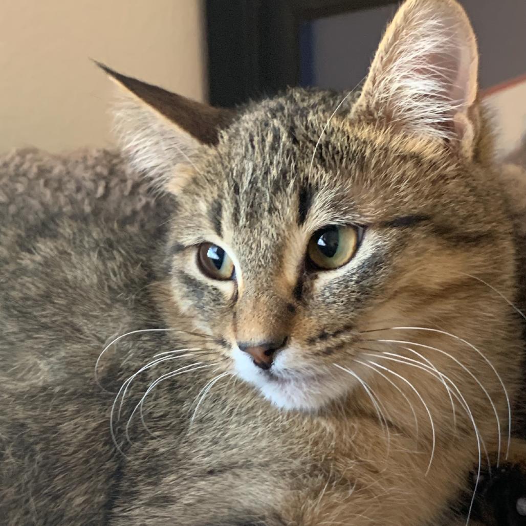 Enlarge Schroeder, a Adoptable mixed breed in Flower Mound, TX image 3/6