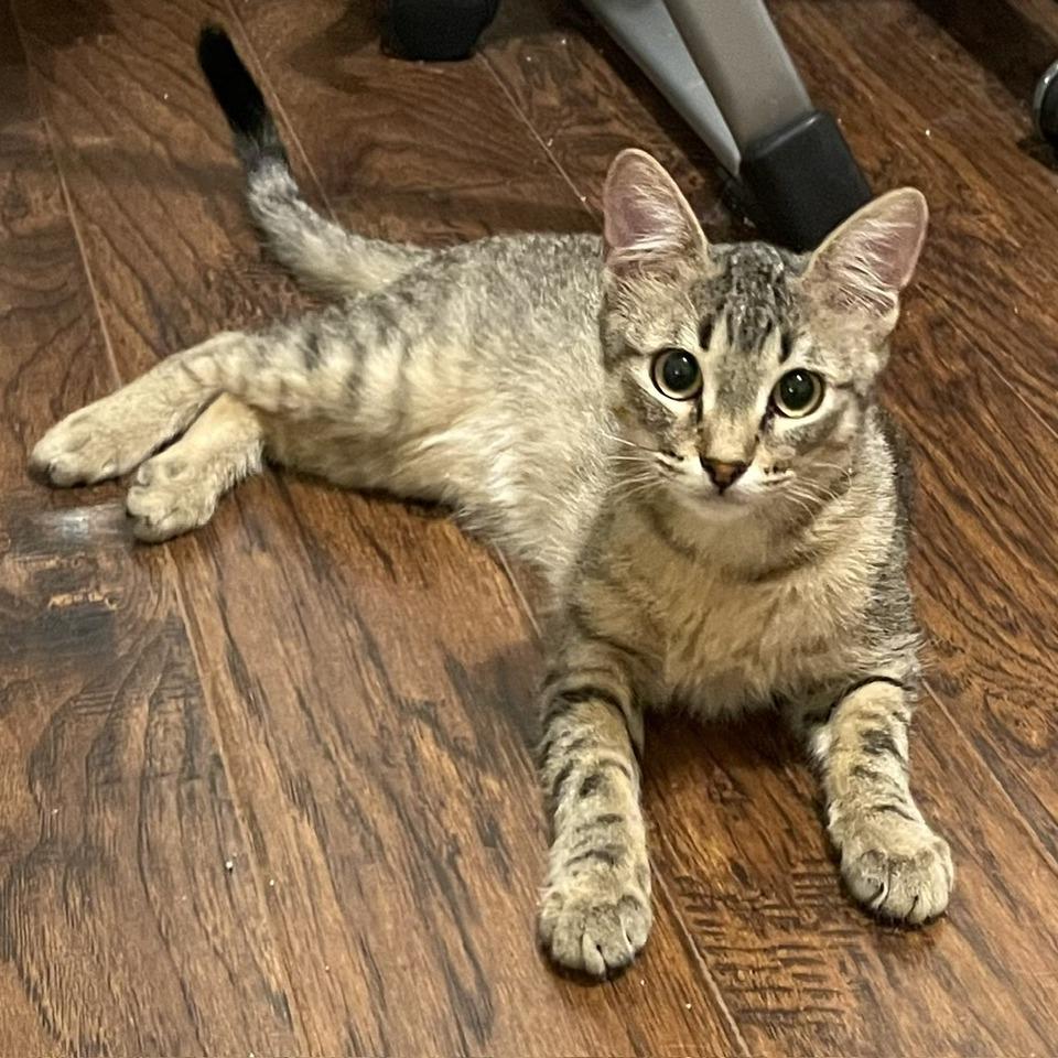 Schroeder, a Adoptable mixed breed in Flower Mound, TX image 5/6