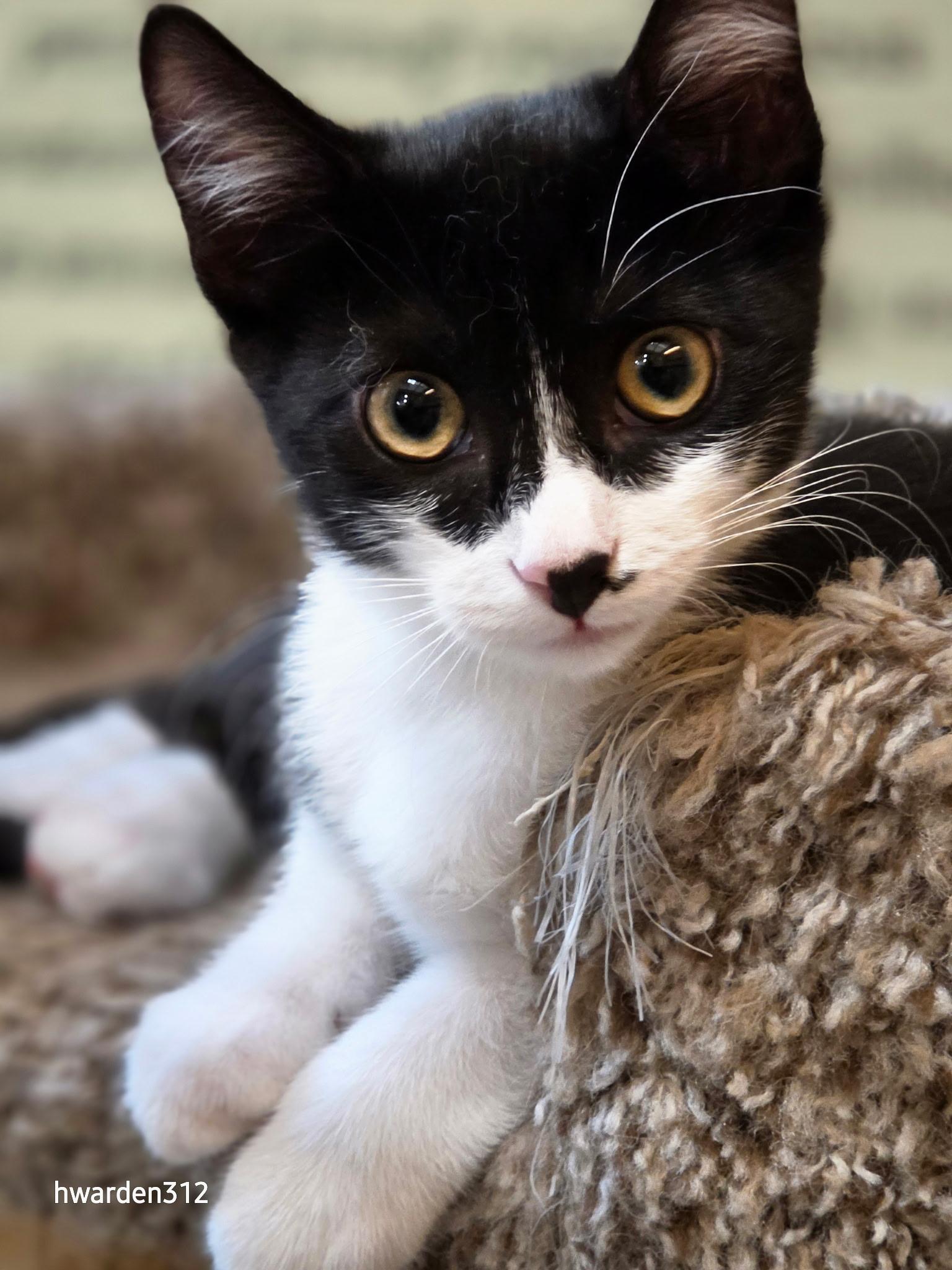 Enlarge Ruby, a Adopted Domestic Short Hair in Temple, PA image 2/3