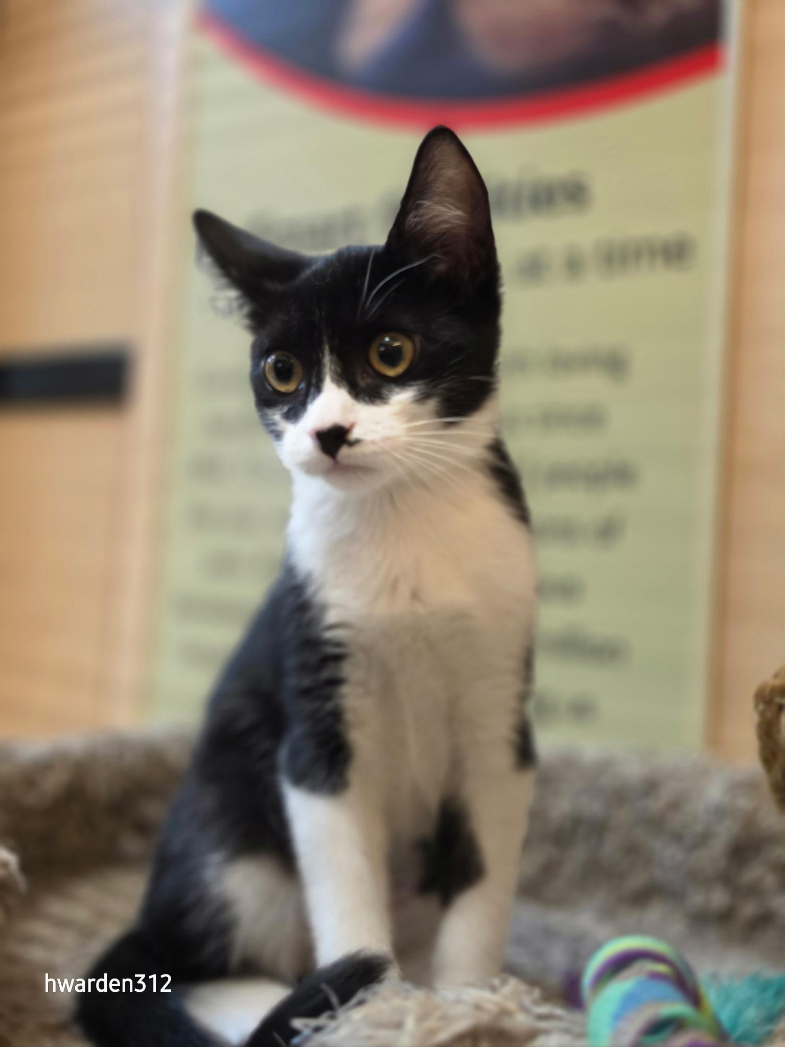 Ruby, Adopted, Kitten Female Domestic Short Hair.