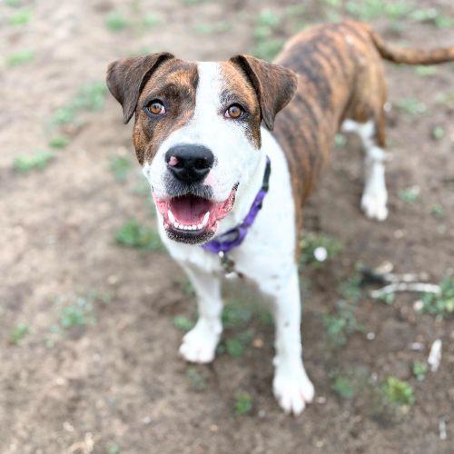 BROOKIE, Adoptable, Young Female Boxer & Mixed Breed.