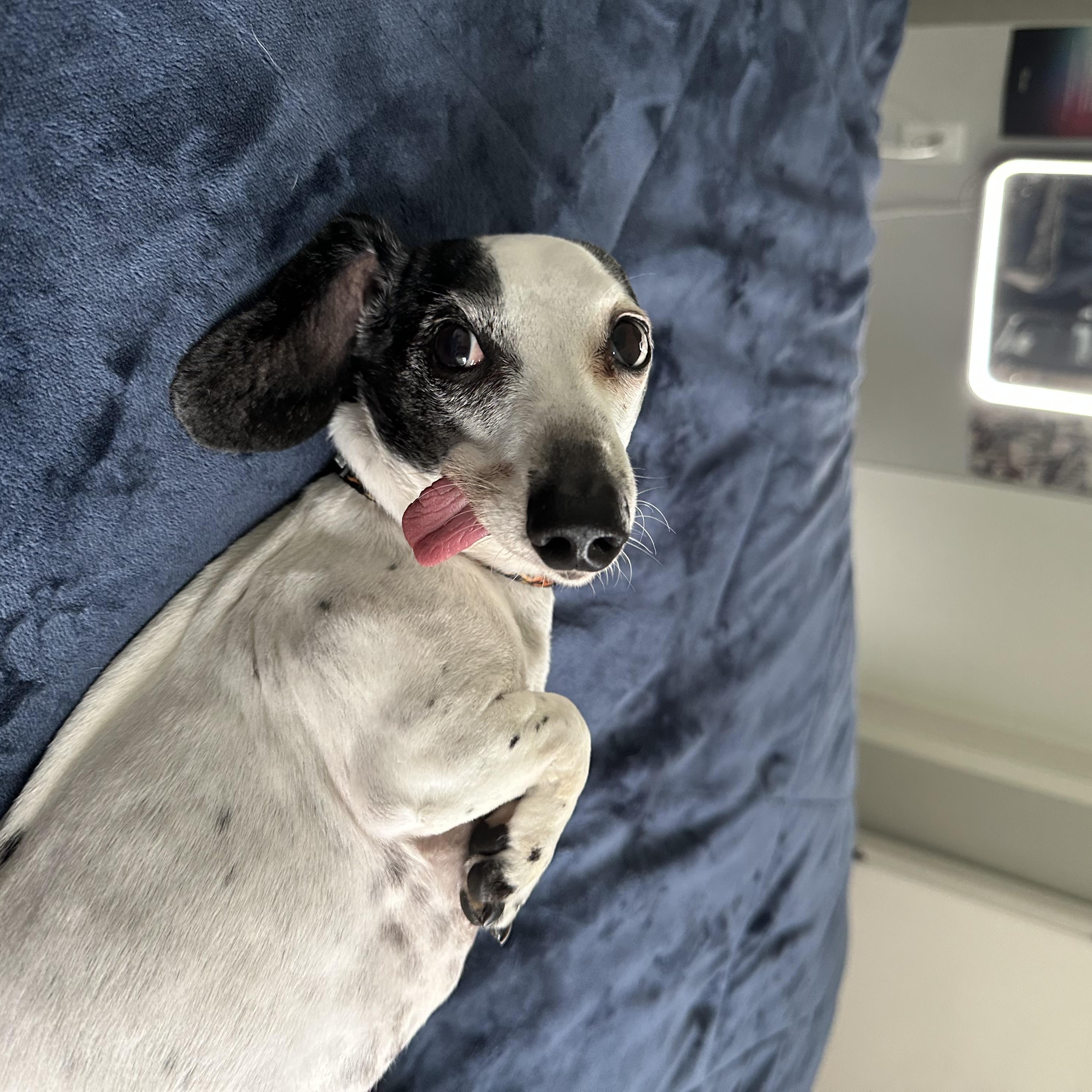 Enlarge ARCHIE, a Adopted Miniature Dachshund in Abbotsford, BC image 1/3