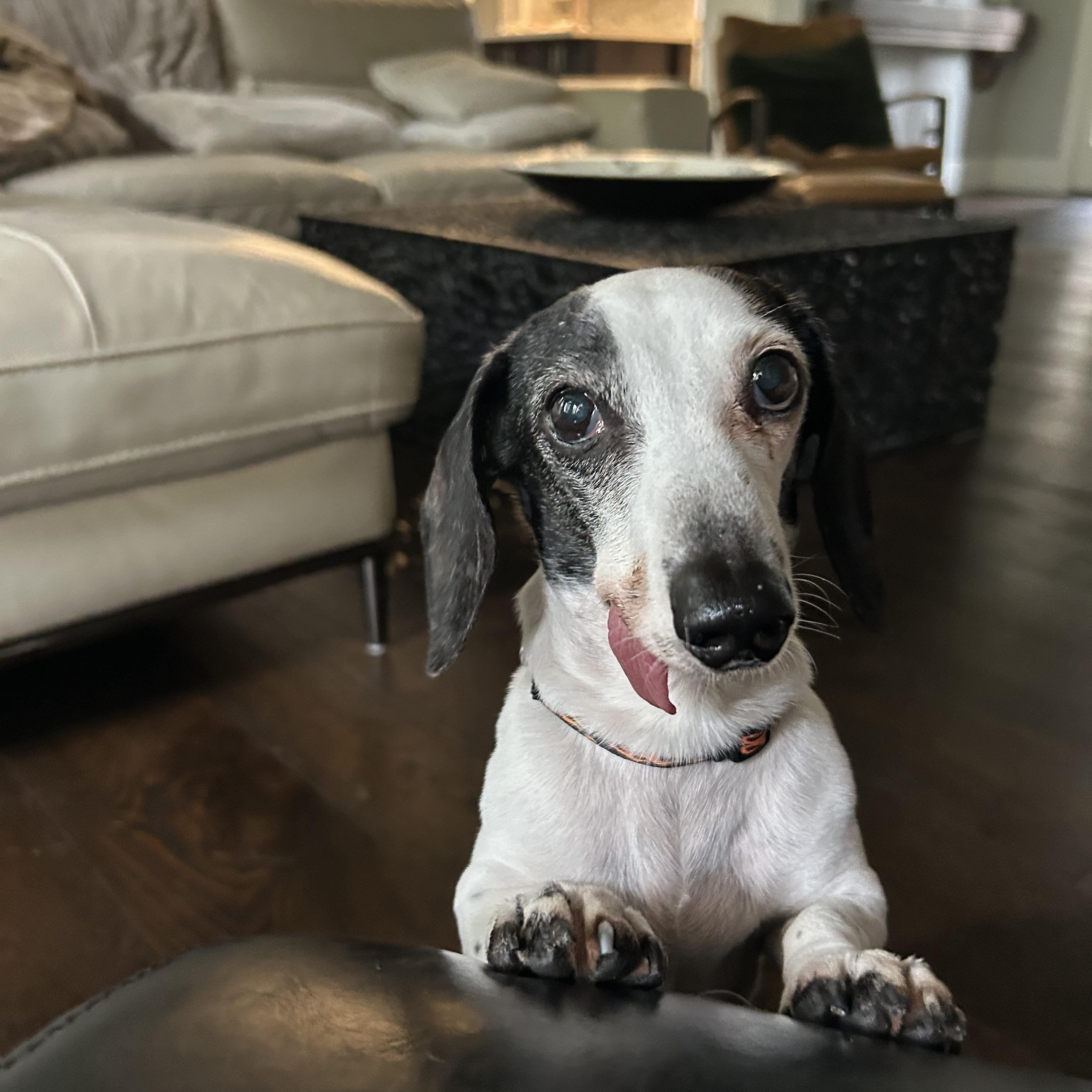 Enlarge ARCHIE, a Adopted Miniature Dachshund in Abbotsford, BC image 2/3