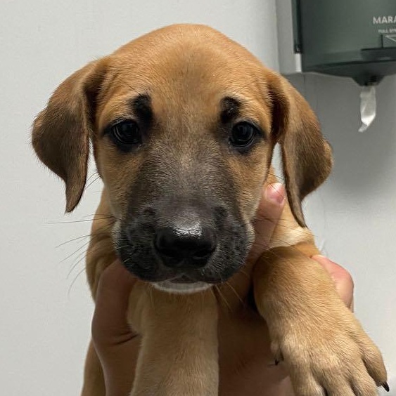 Odie, a Adoptable mixed breed in Lake Hopatcong, NJ image 1/2