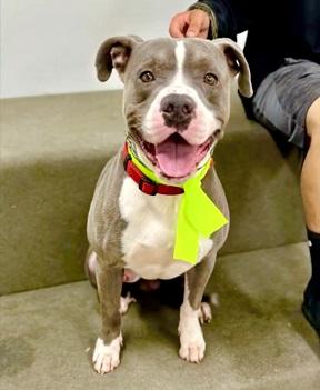 Enlarge Brewster-He's silly and fun, an adoptable mixed breed in Long Beach, CA image 2/4
