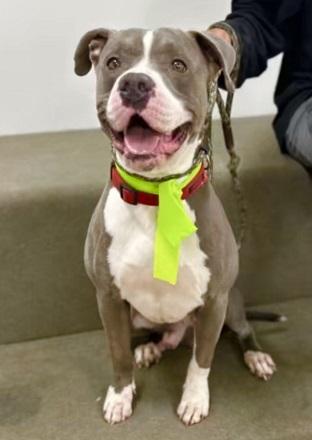 Brewster-He's silly and fun, adoptable, Adult Male Pit Bull Terrier.