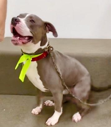 Enlarge Brewster-He's silly and fun, an adoptable mixed breed in Long Beach, CA image 4/4