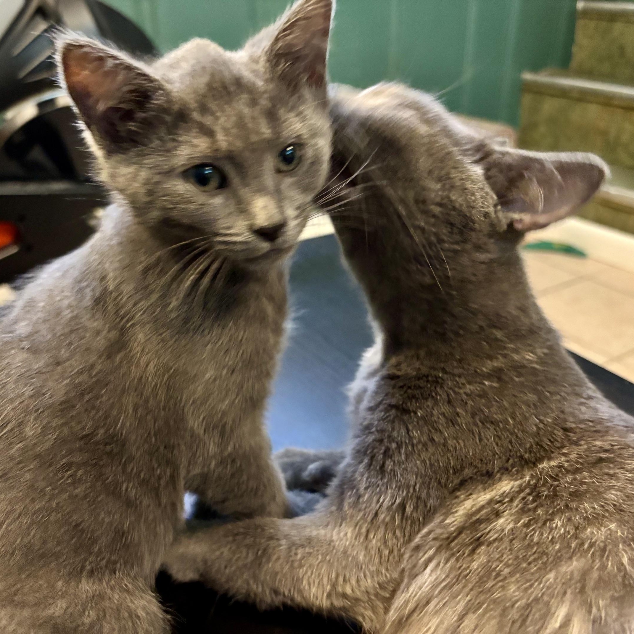 Enlarge Marzipan & Praline, a Adoptable mixed breed in Hyattsville, MD image 2/5