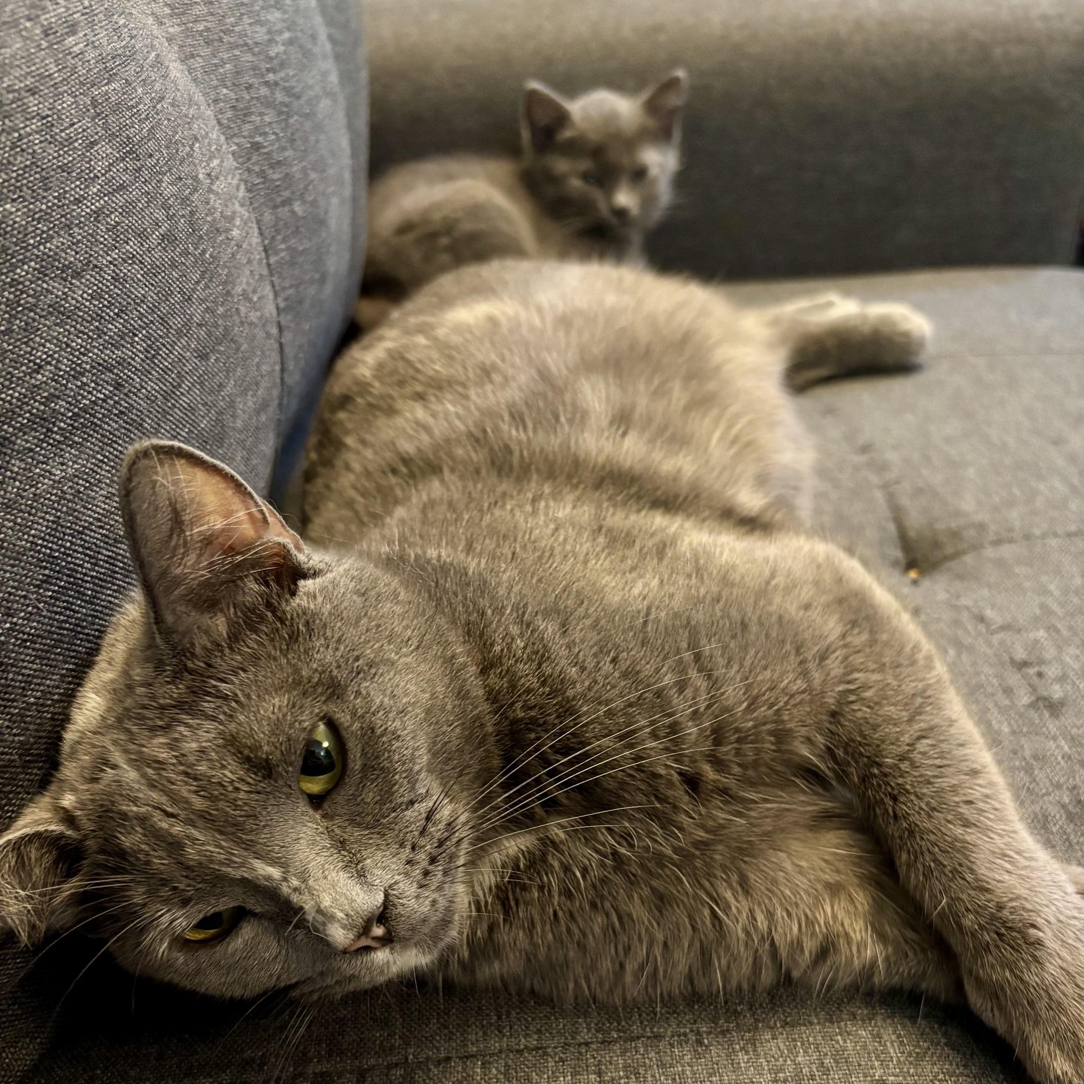 Enlarge Marzipan & Praline, a Adoptable mixed breed in Hyattsville, MD image 5/5