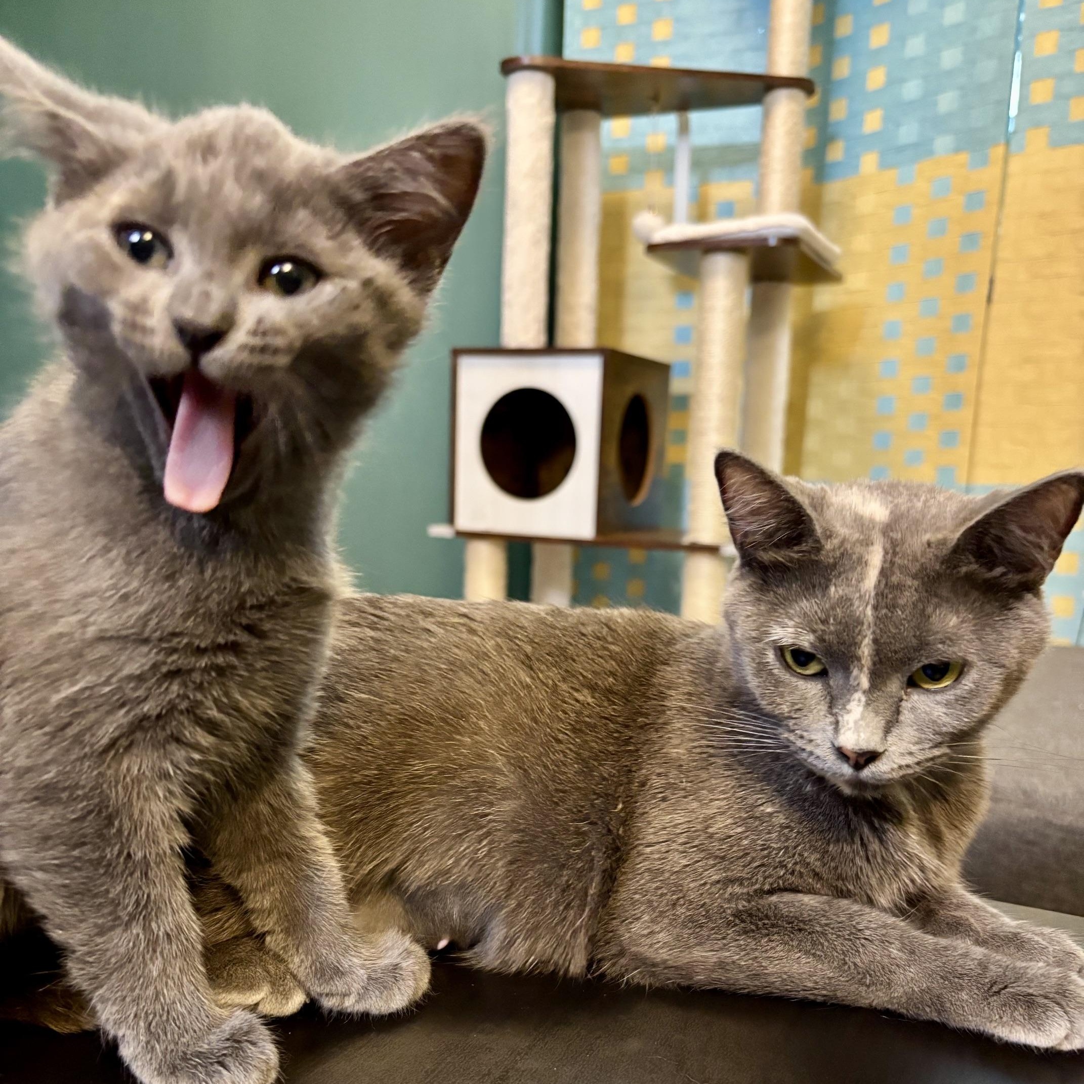 Marzipan & Praline, Adoptable, Kitten Female Dilute Tortoiseshell & Russian Blue.