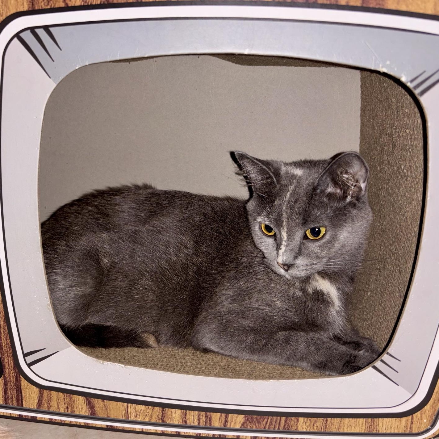Enlarge Marzipan & Praline, a Adoptable mixed breed in Hyattsville, MD image 4/5