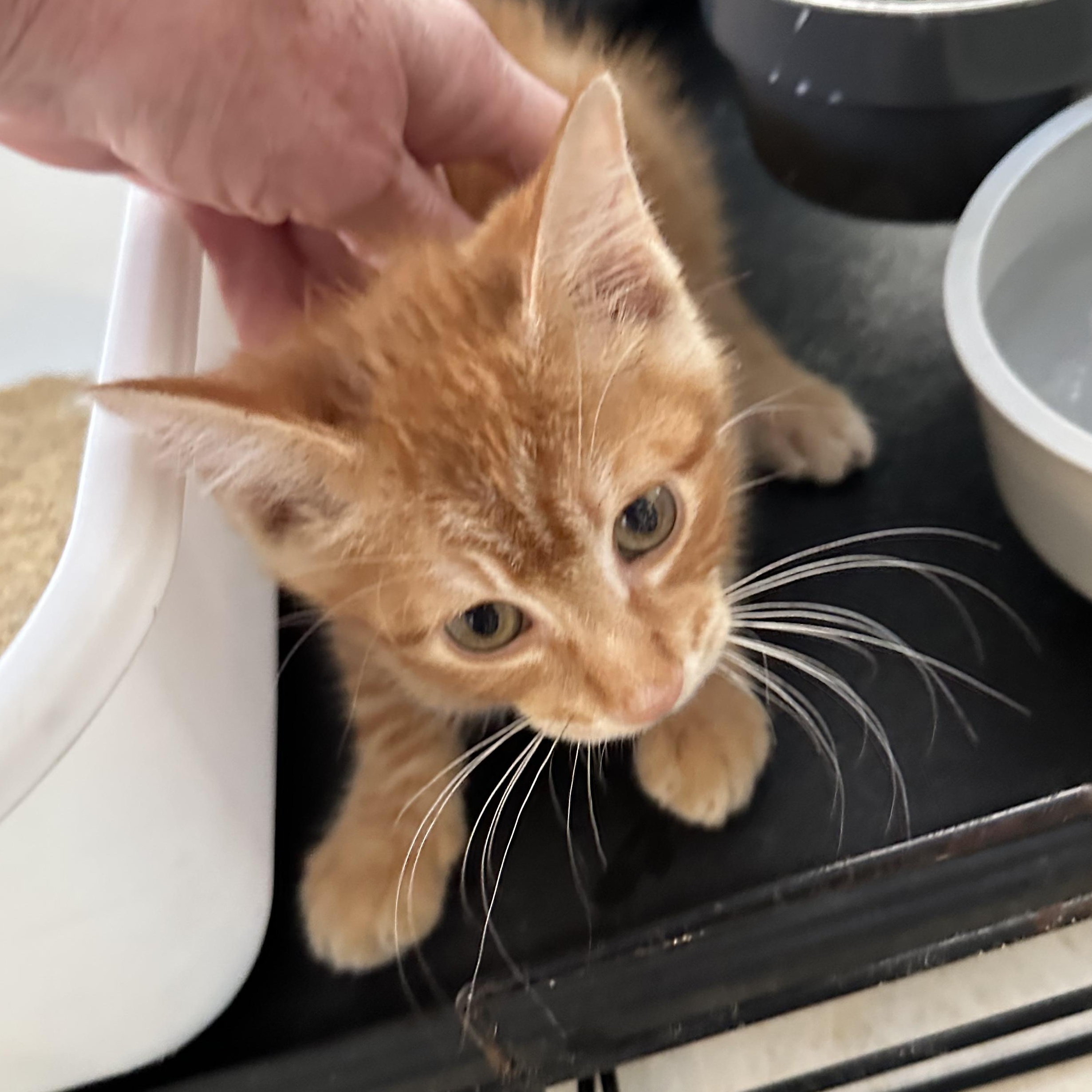 Cheeto 3, Adoptable, Young Male Domestic Short Hair.