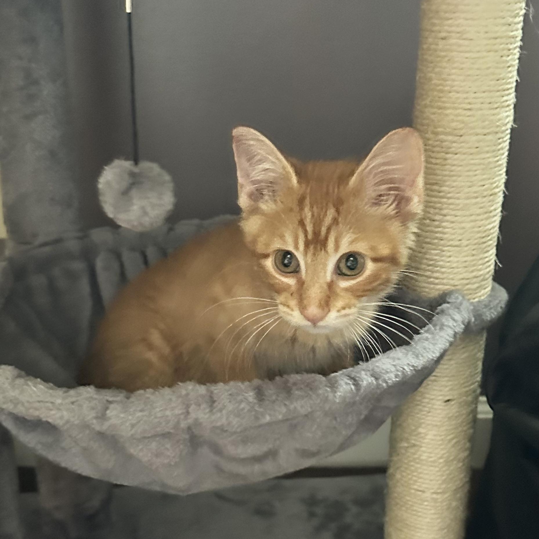 Cheeto 3, a Adoptable Domestic Short Hair in Unionville, MO image 5/6