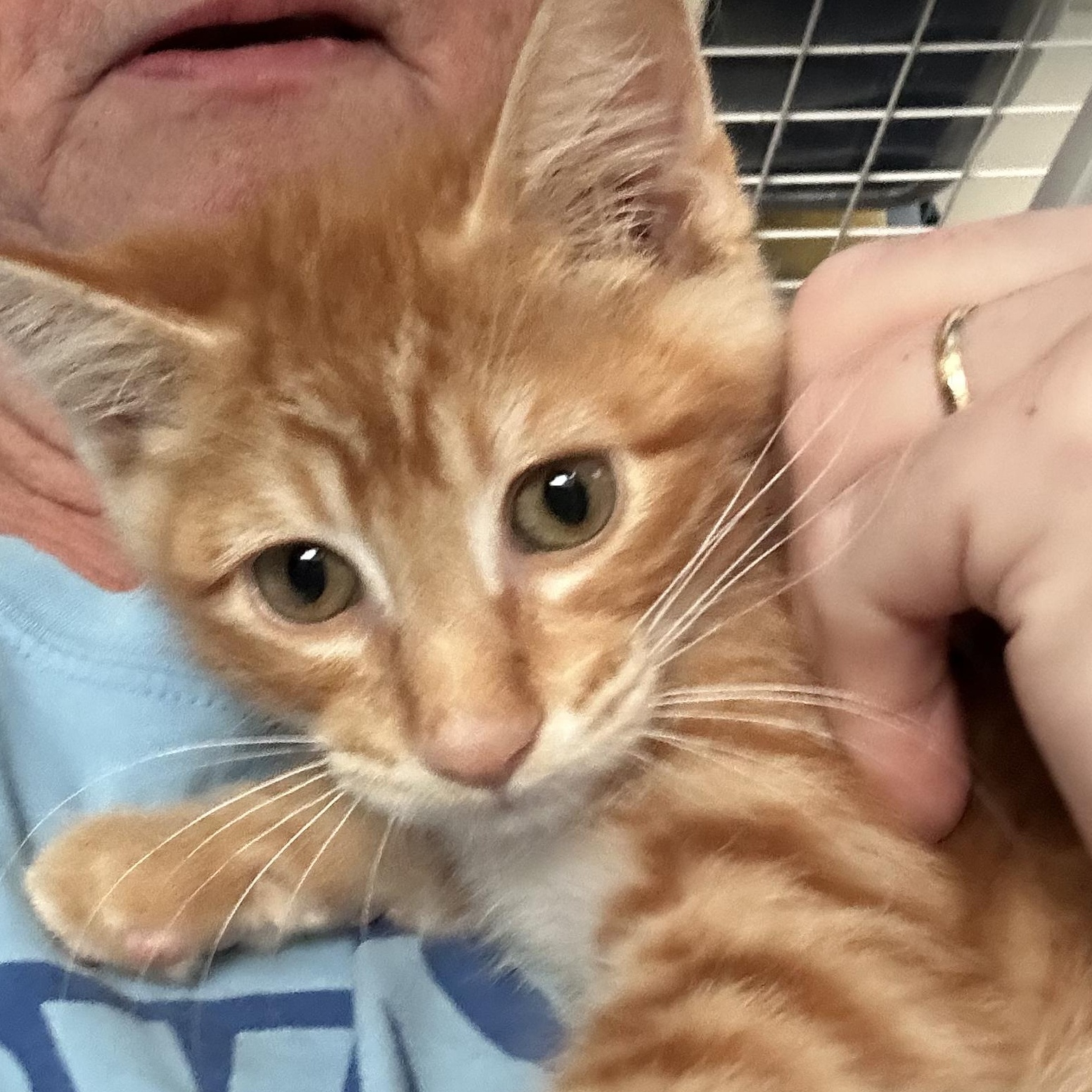 Cheeto 3, a Adoptable Domestic Short Hair in Unionville, MO image 3/6