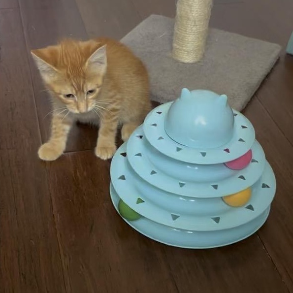 Cheeto 3, a Adoptable Domestic Short Hair in Unionville, MO image 4/6