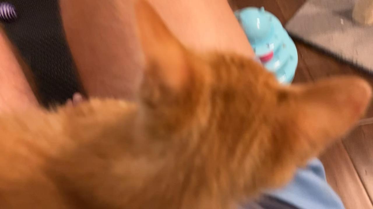 Cheeto 3, a Adoptable Domestic Short Hair in Unionville, MO image 2/6