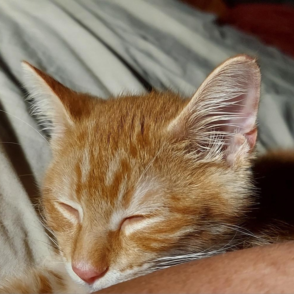 Cheeto 3, a Adoptable Domestic Short Hair in Unionville, MO image 6/6