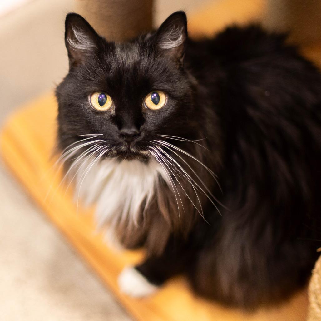 Jade, Adoptable, Senior Female Domestic Long Hair.