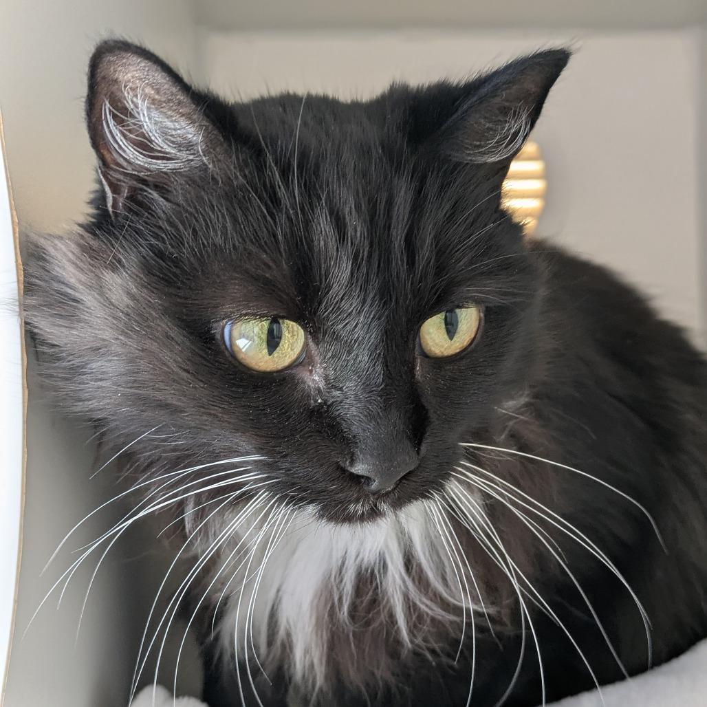 Jade, Adoptable, Senior Female Domestic Long Hair.