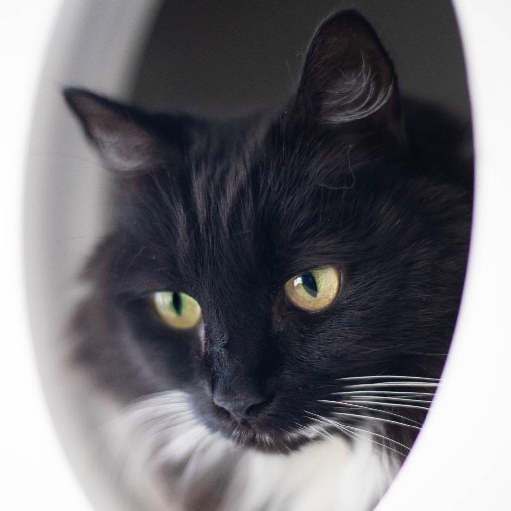 Enlarge Jade, a Adoptable Domestic Long Hair in South Burlington, VT image 2/6