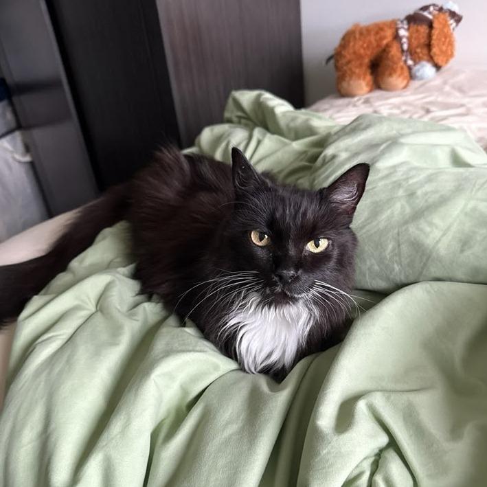 Enlarge Jade, a Adoptable Domestic Long Hair in South Burlington, VT image 3/6