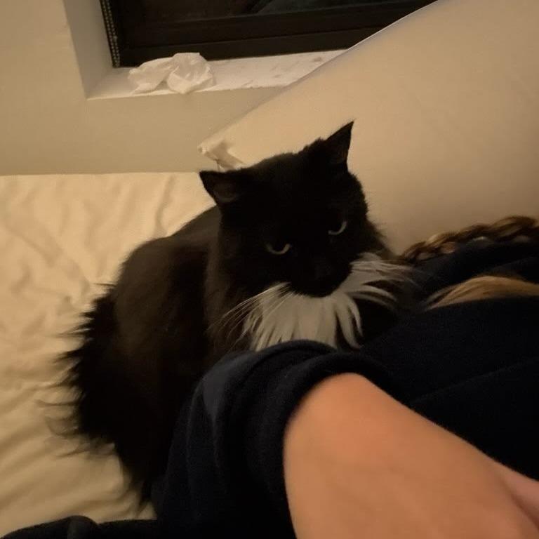 Enlarge Jade, a Adoptable Domestic Long Hair in South Burlington, VT image 4/6