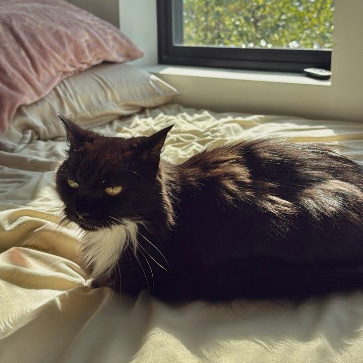 Enlarge Jade, a Adoptable Domestic Long Hair in South Burlington, VT image 5/6