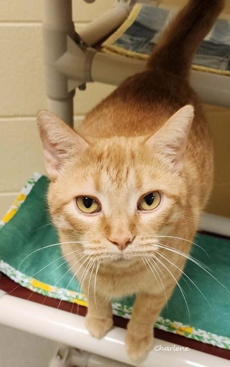 Enlarge Hex, a Adoptable Tabby in Newland, NC image 2/3