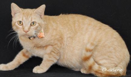 Enlarge Hex, a Adoptable Tabby in Newland, NC image 1/1