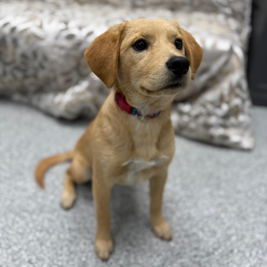 Hank, an adopted mixed breed in Monticello, IA image 4/6