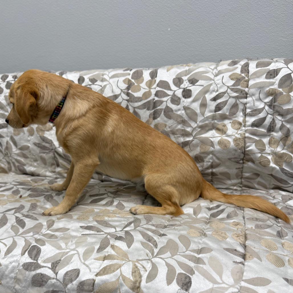 Hank, an adopted mixed breed in Monticello, IA image 2/6