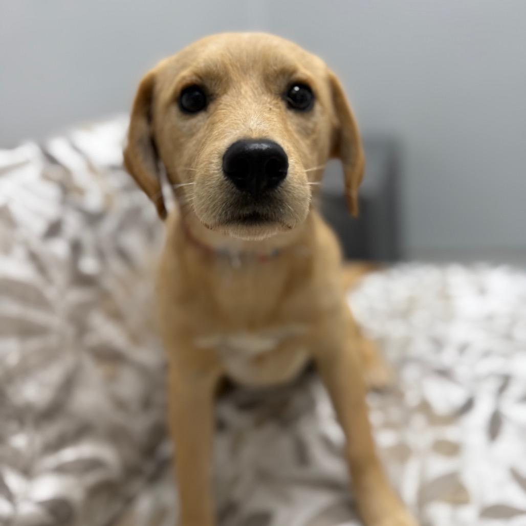 Hank, an adopted mixed breed in Monticello, IA image 5/6