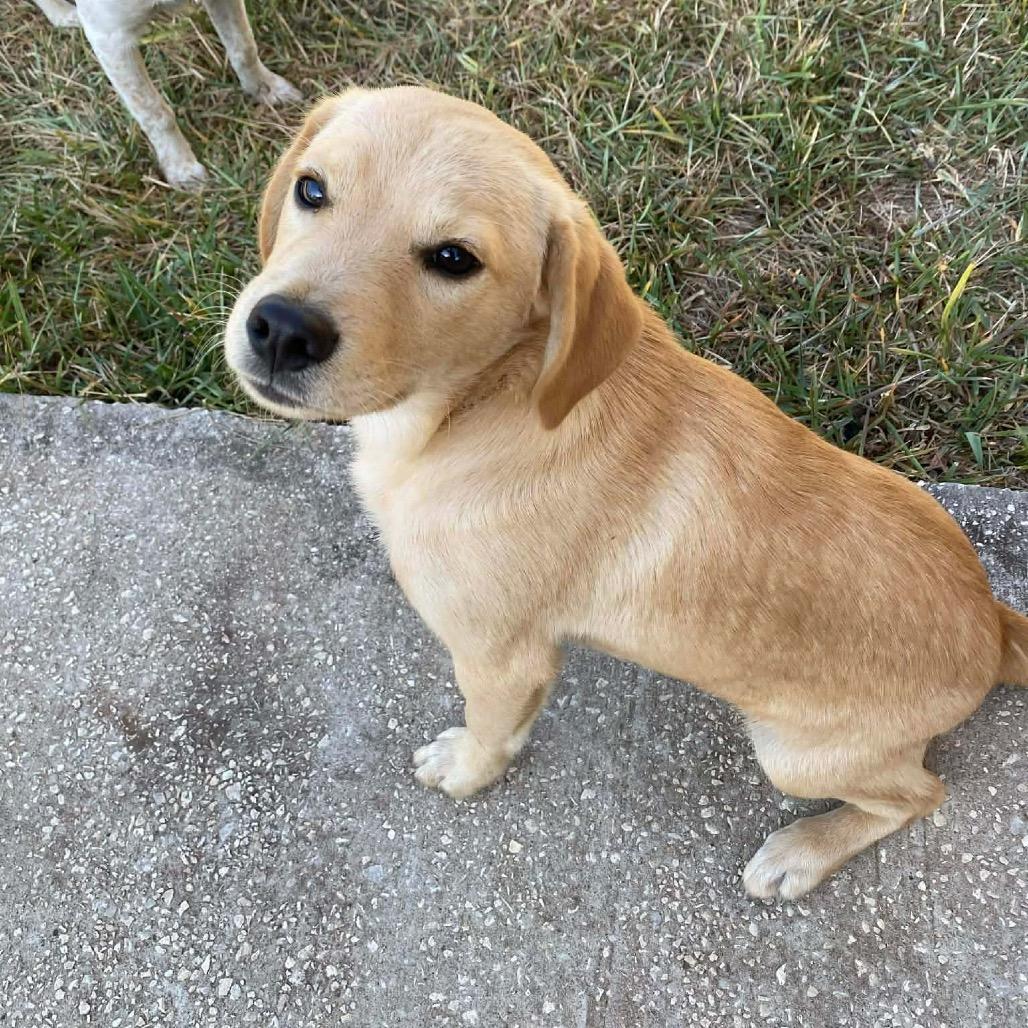 Hank, an adopted mixed breed in Monticello, IA image 3/6