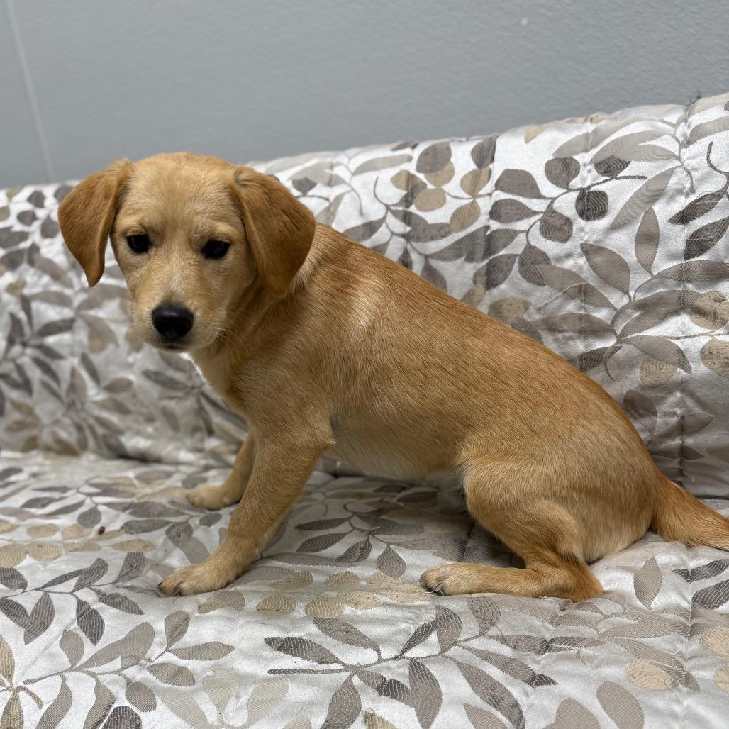 Hank, an adopted mixed breed in Monticello, IA image 6/6