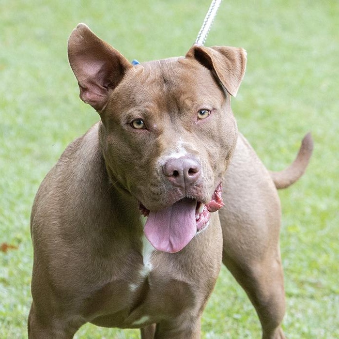 Enlarge Edwin, a Adoptable Pit Bull Terrier in Slidell, LA image 1/3
