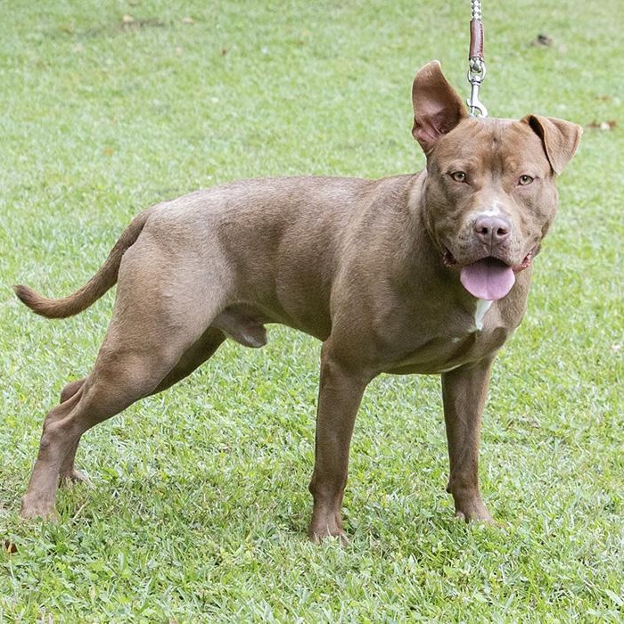 Enlarge Edwin, a Adoptable Pit Bull Terrier in Slidell, LA image 2/3