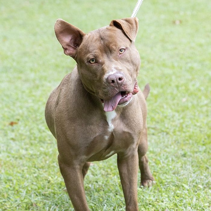 Enlarge Edwin, a Adoptable Pit Bull Terrier in Slidell, LA image 3/3